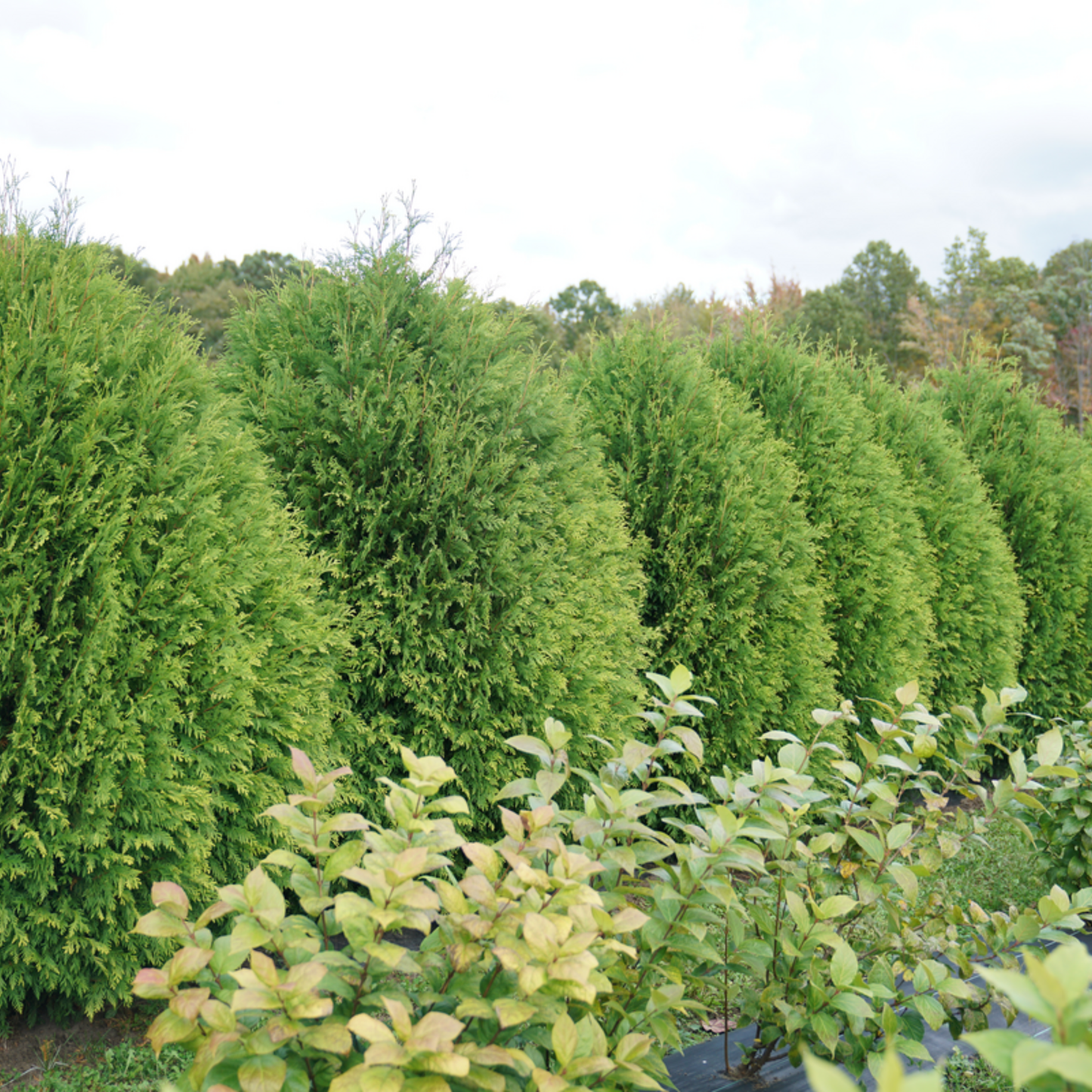 Cheer Drops® Arborvitae (Thuja occidentalis)