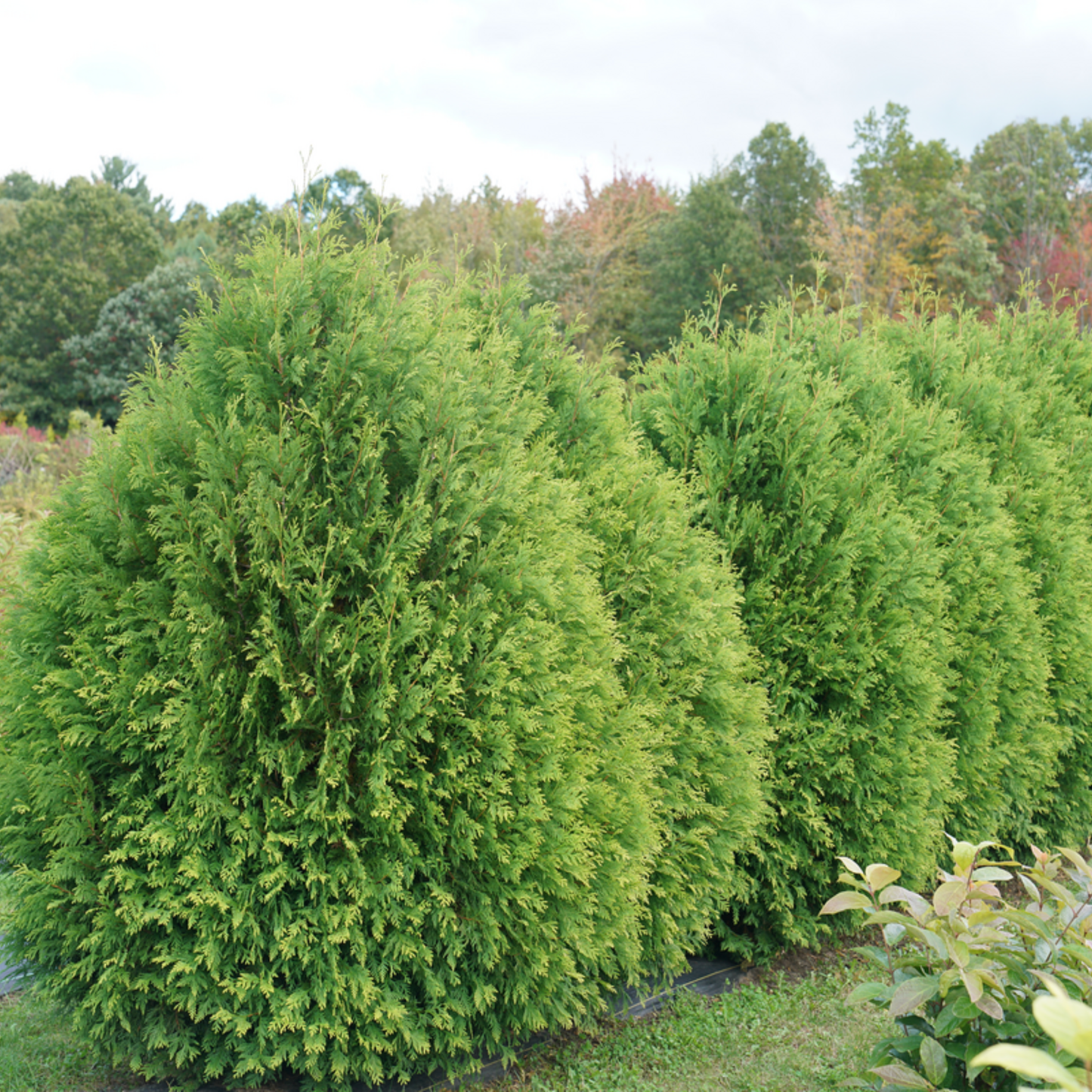 Cheer Drops® Arborvitae (Thuja occidentalis)