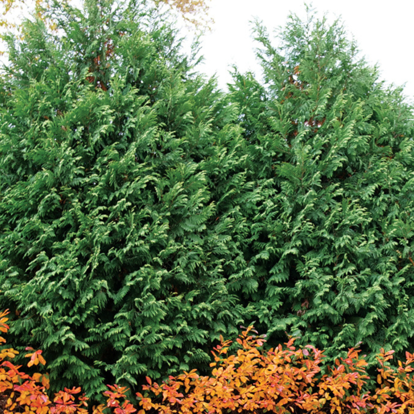 Cheer Drops® Arborvitae (Thuja occidentalis)