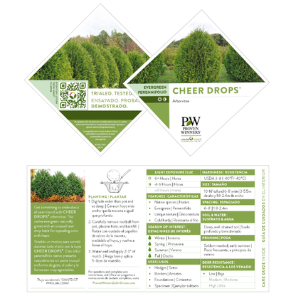 Cheer Drops® Arborvitae (Thuja occidentalis)