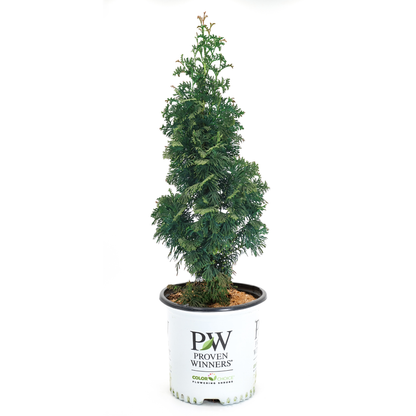 Sting® Arborvitae (Thuja occidentalis)