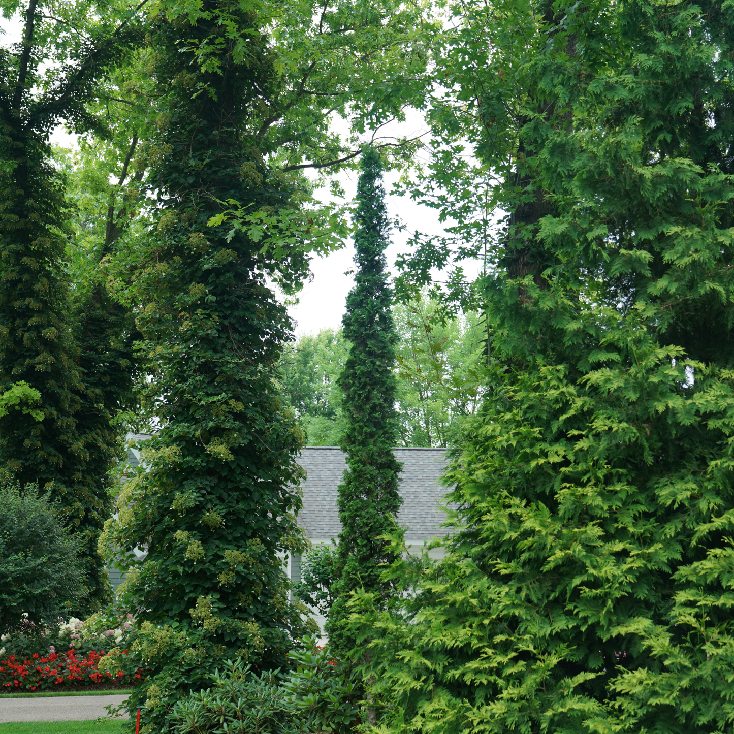 Sting® Arborvitae (Thuja occidentalis)