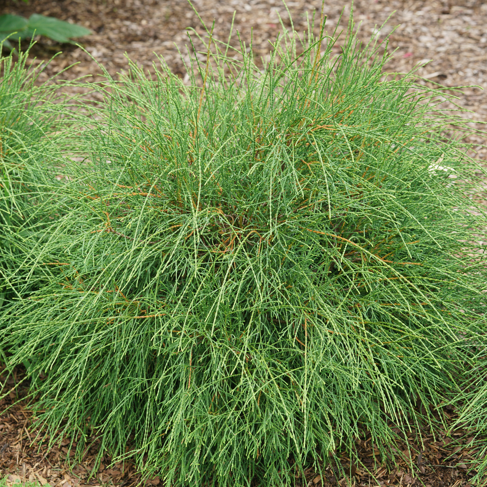 Whip It Good Whip It Good Arborvitae up close.