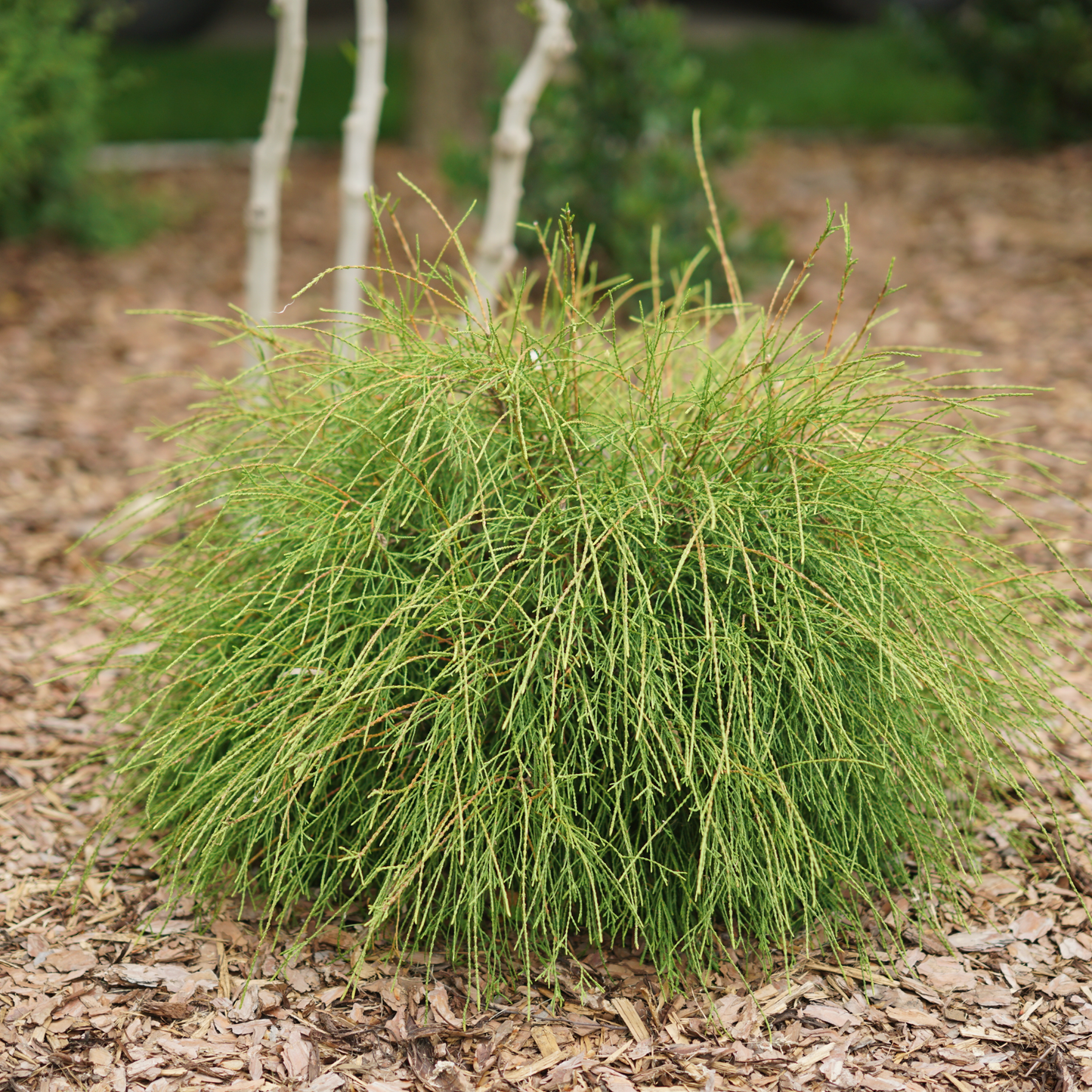 Whip It Good® Arborvitae (Thuja occidentalis) | Proven Winners® New Variety 2026