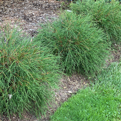 Whip It Good Whip It Good Arborvitae in use.
