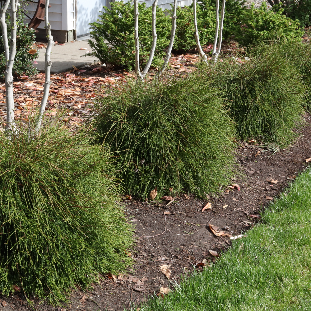 Whip It Good Whip It Good Arborvitae in use.
