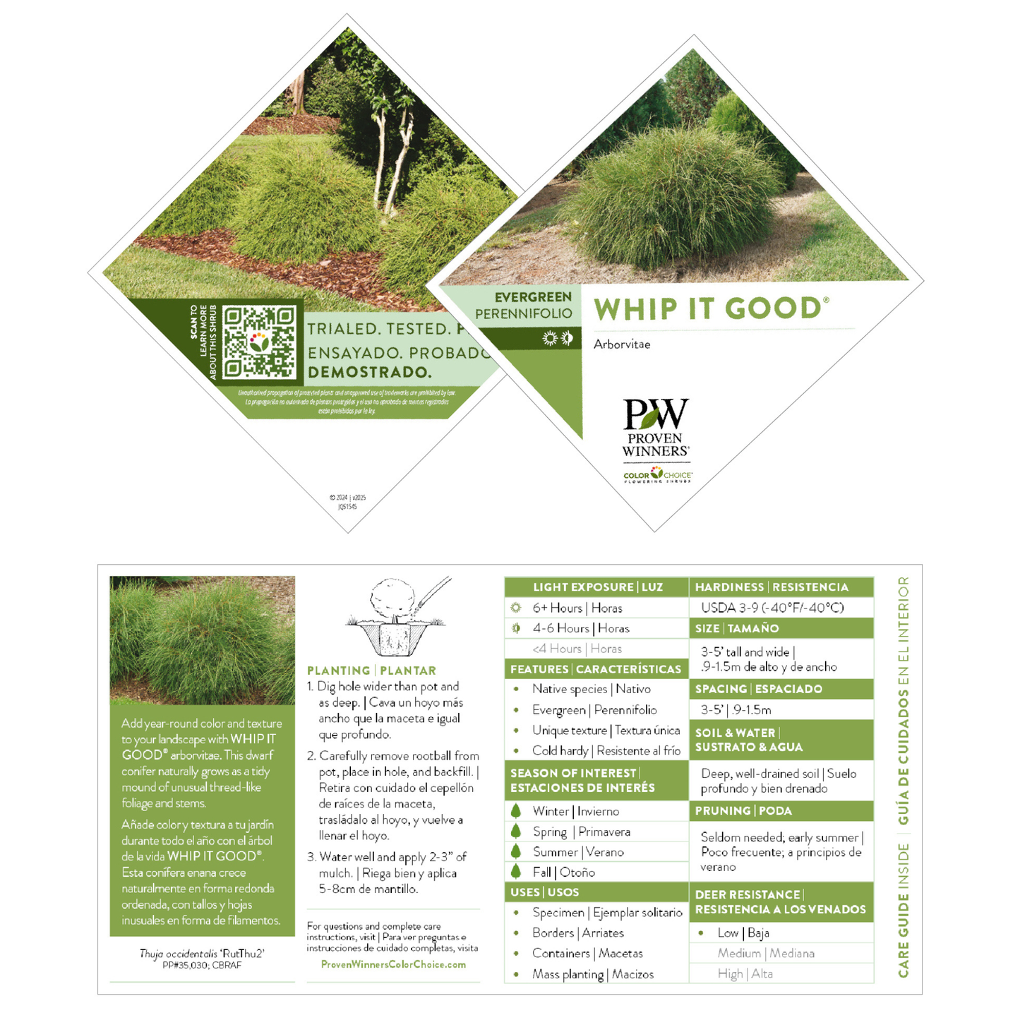 Whip It Good® Arborvitae (Thuja occidentalis) | Proven Winners® New Variety 2026