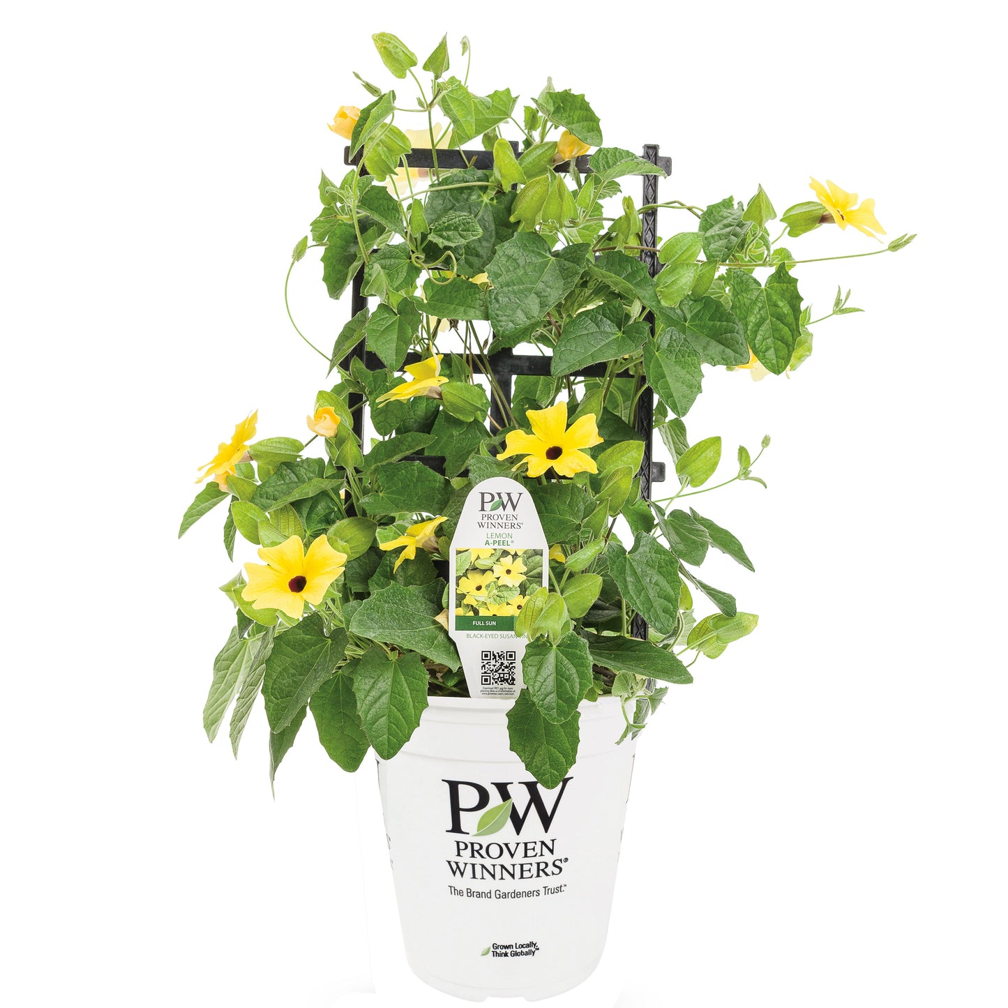 Limited Edition Royale™ | Lemon A-Peel® Black-Eyed Susan Vine (Thunbergia alata)