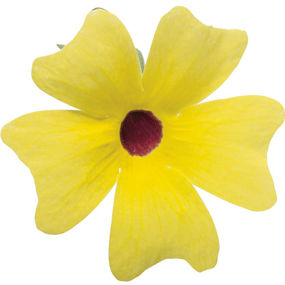 Limited Edition Royale™ | Lemon A-Peel® Black-Eyed Susan Vine (Thunbergia alata)