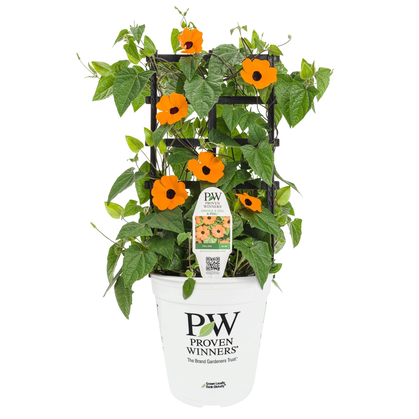 Limited Edition Royale™ | Orange A-Peel® Black-Eyed Susan Vine (Thunbergia alata)