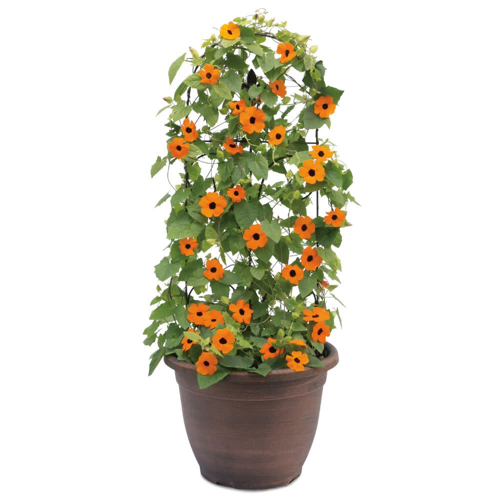 Limited Edition Royale™ | Orange A-Peel® Black-Eyed Susan Vine (Thunbergia alata)