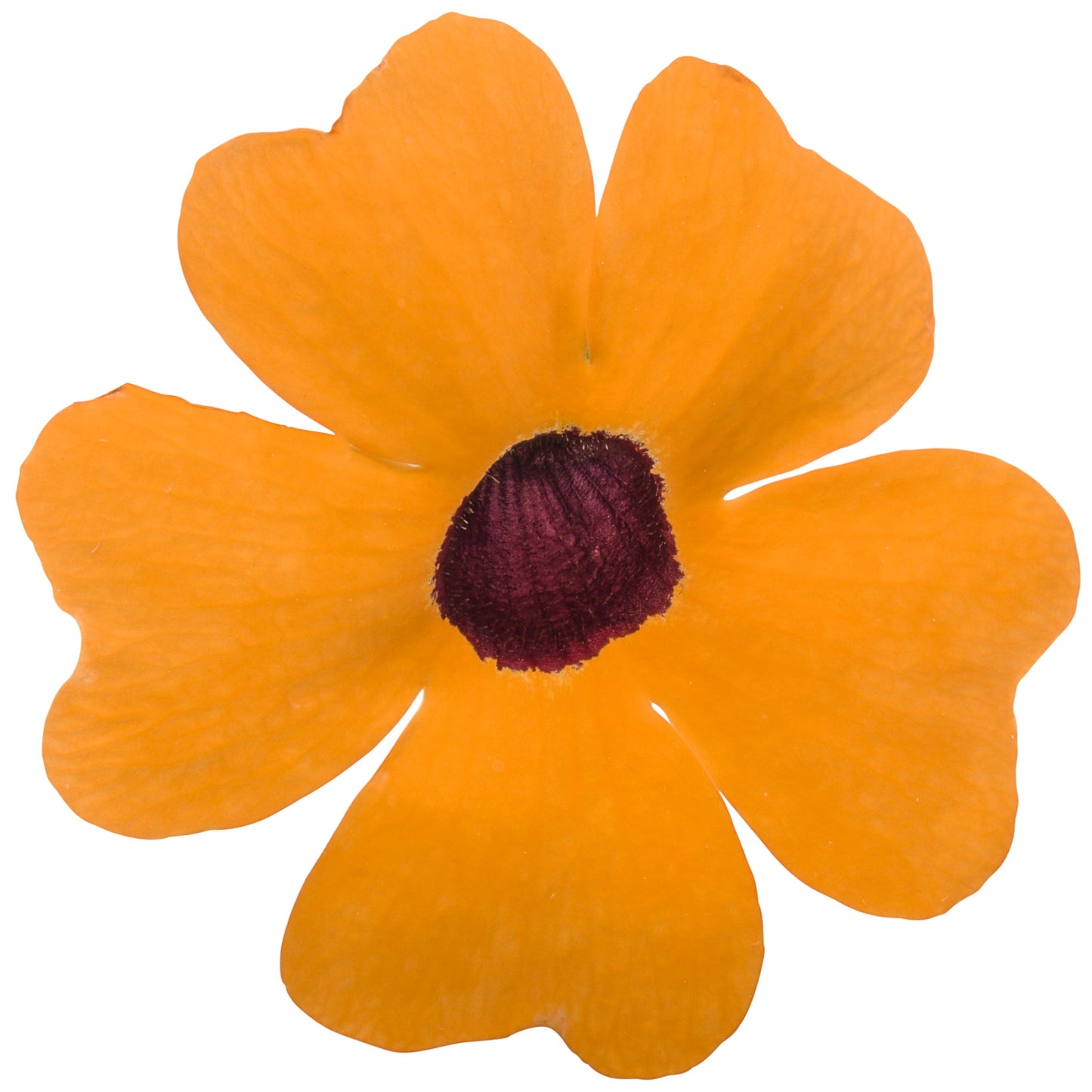 Limited Edition Royale™ | Orange A-Peel® Black-Eyed Susan Vine (Thunbergia alata)