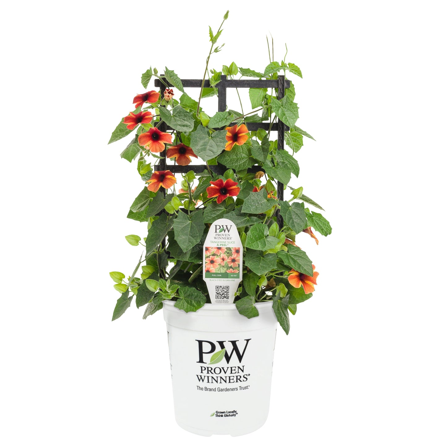 Limited Edition Royale™ | Tangerine Slice A-Peel® Black-Eyed Susan Vine (Thunbergia alata)