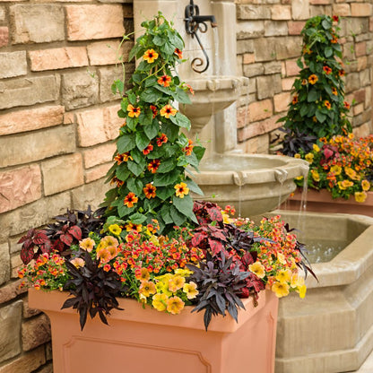 Limited Edition Royale™ | Tangerine Slice A-Peel® Black-Eyed Susan Vine (Thunbergia alata)
