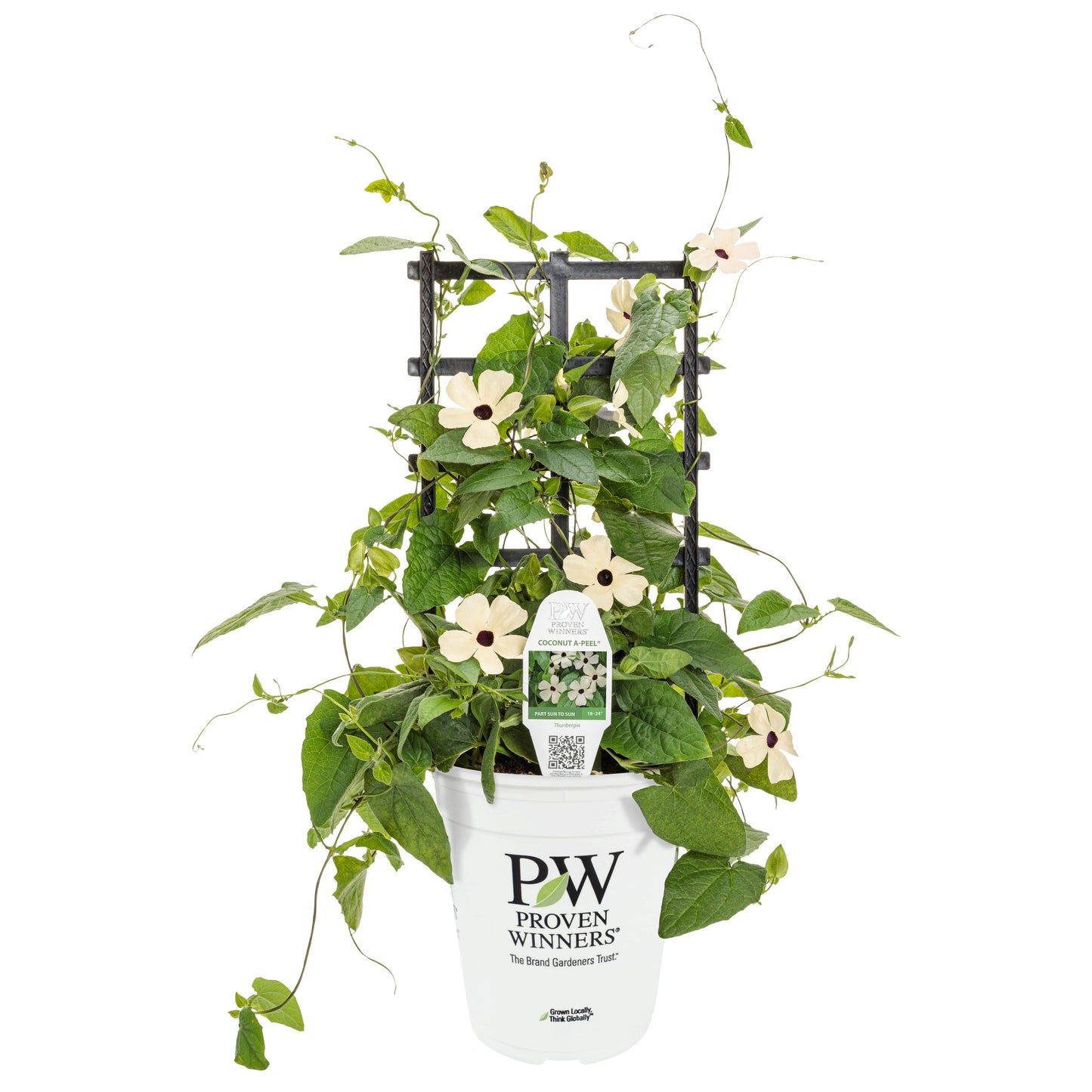 Limited Edition Royale™ | Coconut A-Peel® Black-Eyed Susan Vine (Thunbergia alata)