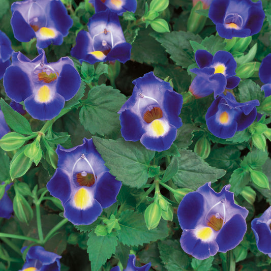 Catalina® Midnight Blue Wishbone Flower (Torenia hybrid)
