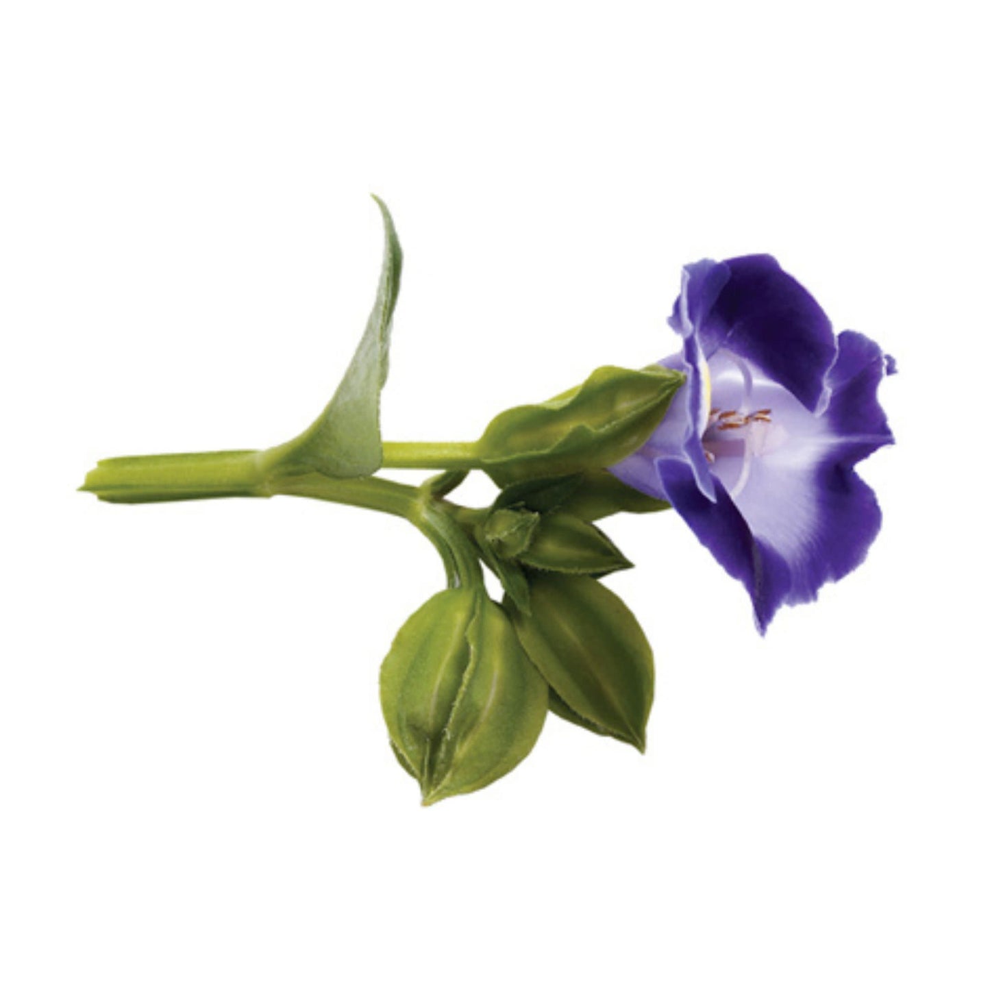 Catalina® Midnight Blue Wishbone Flower (Torenia hybrid)
