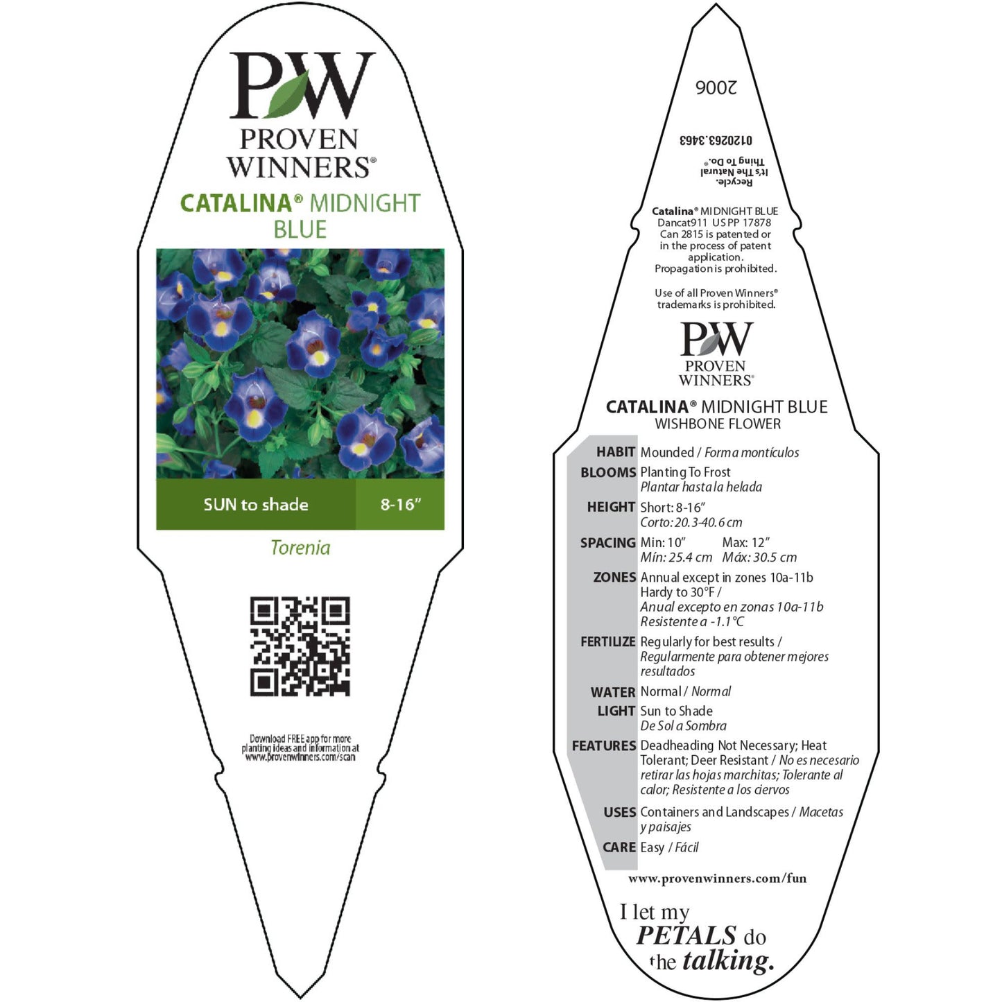 Catalina® Midnight Blue Wishbone Flower (Torenia hybrid)