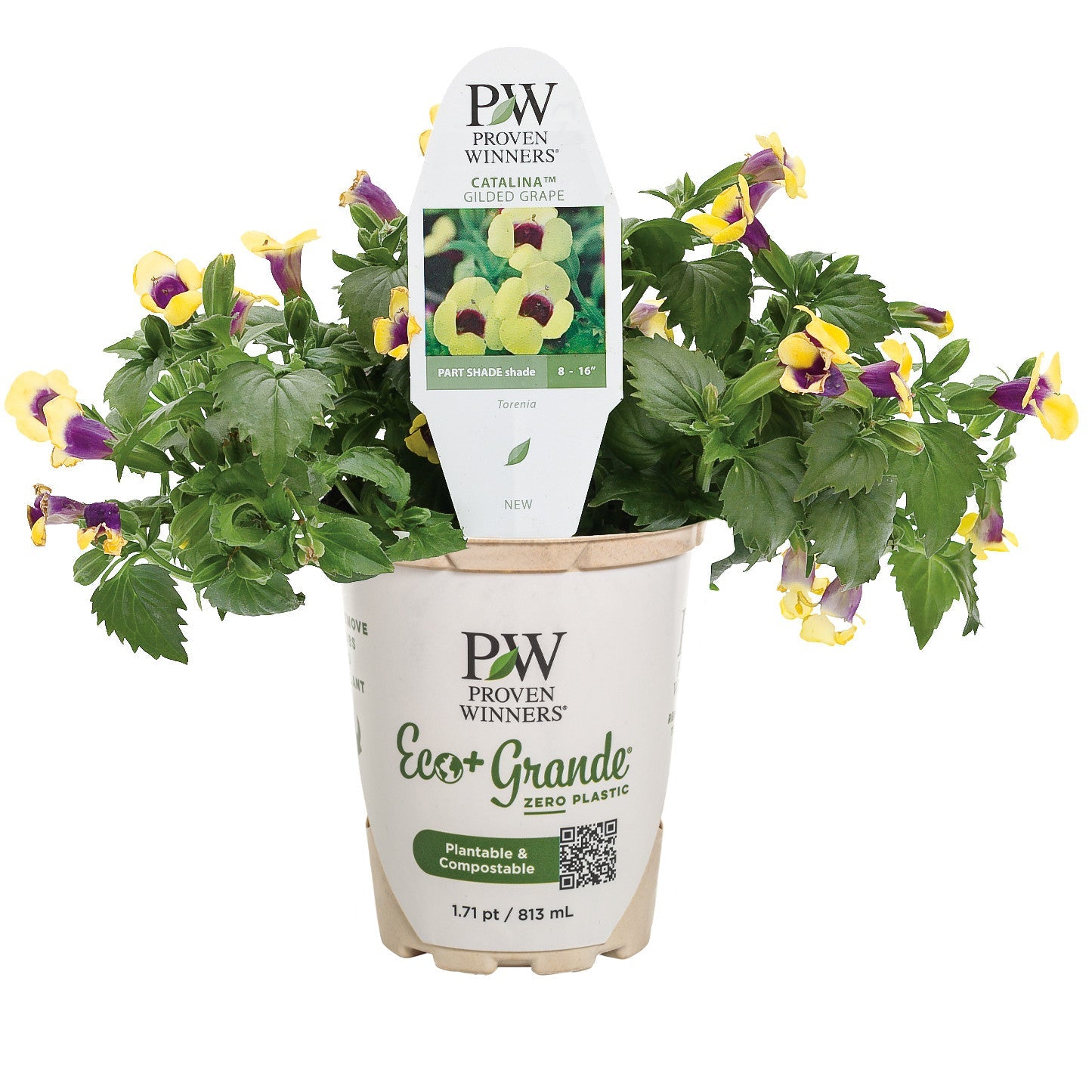 Catalina® Gilded Grape™ Wishbone Flower (Torenia hybrid)