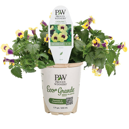 Catalina® Gilded Grape™ Wishbone Flower (Torenia hybrid)