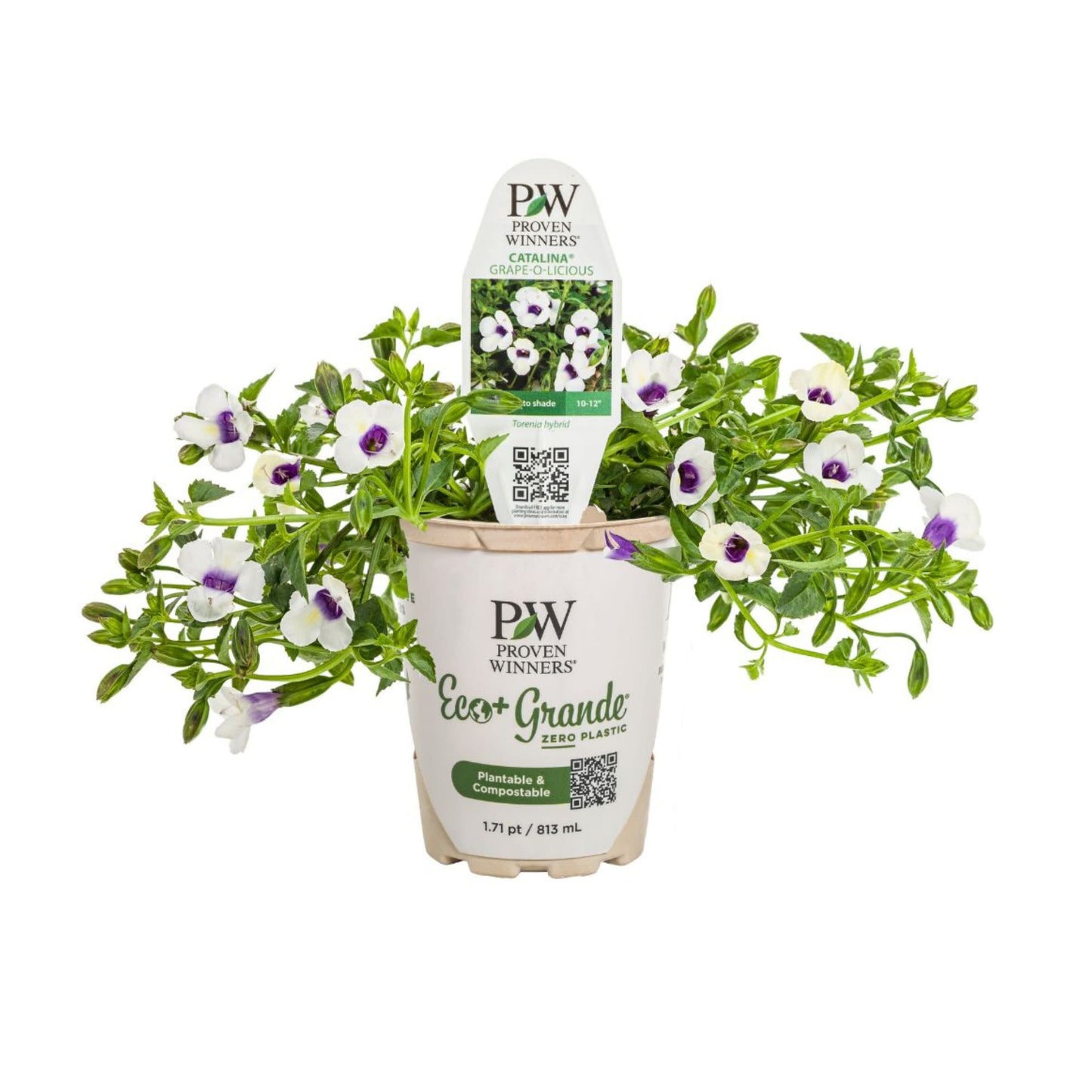 Catalina® Grape-o-licious™ Wishbone Flower (Torenia hybrid)