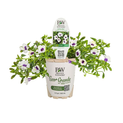 Catalina® Grape-o-licious™ Wishbone Flower (Torenia hybrid)
