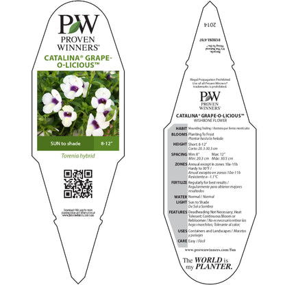 Catalina® Grape-o-licious™ Wishbone Flower (Torenia hybrid)
