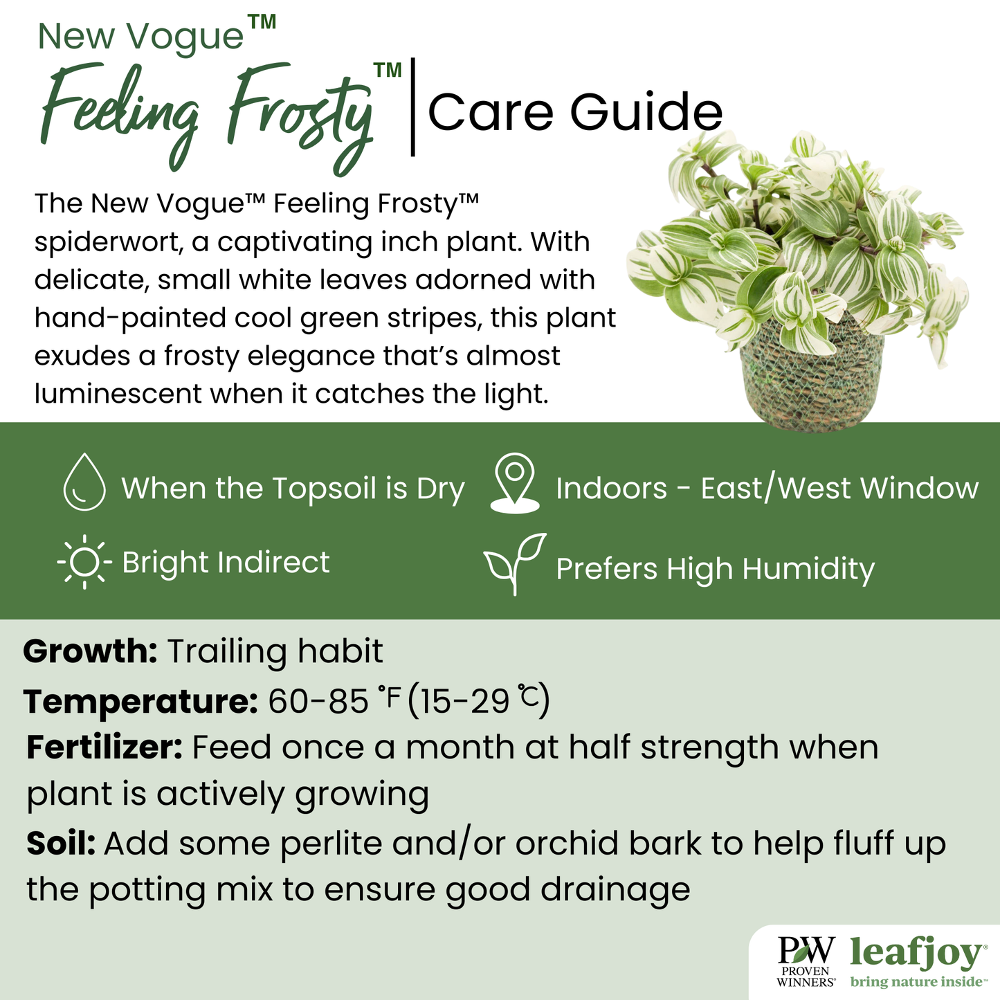 leafjoy® New Vogue™ Feeling Frosty™ Inch Plant (Tradescantia hybrid)