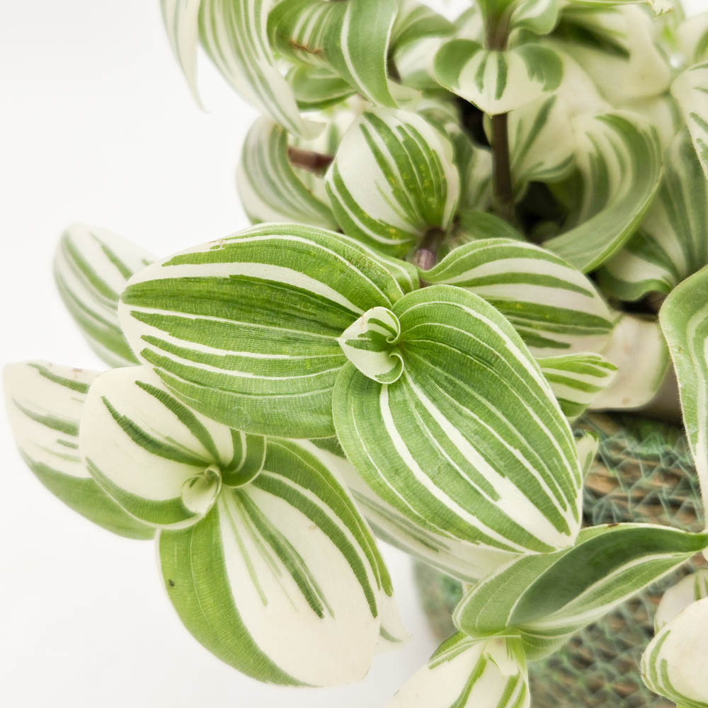 leafjoy® New Vogue™ Feeling Frosty™ Inch Plant (Tradescantia hybrid)