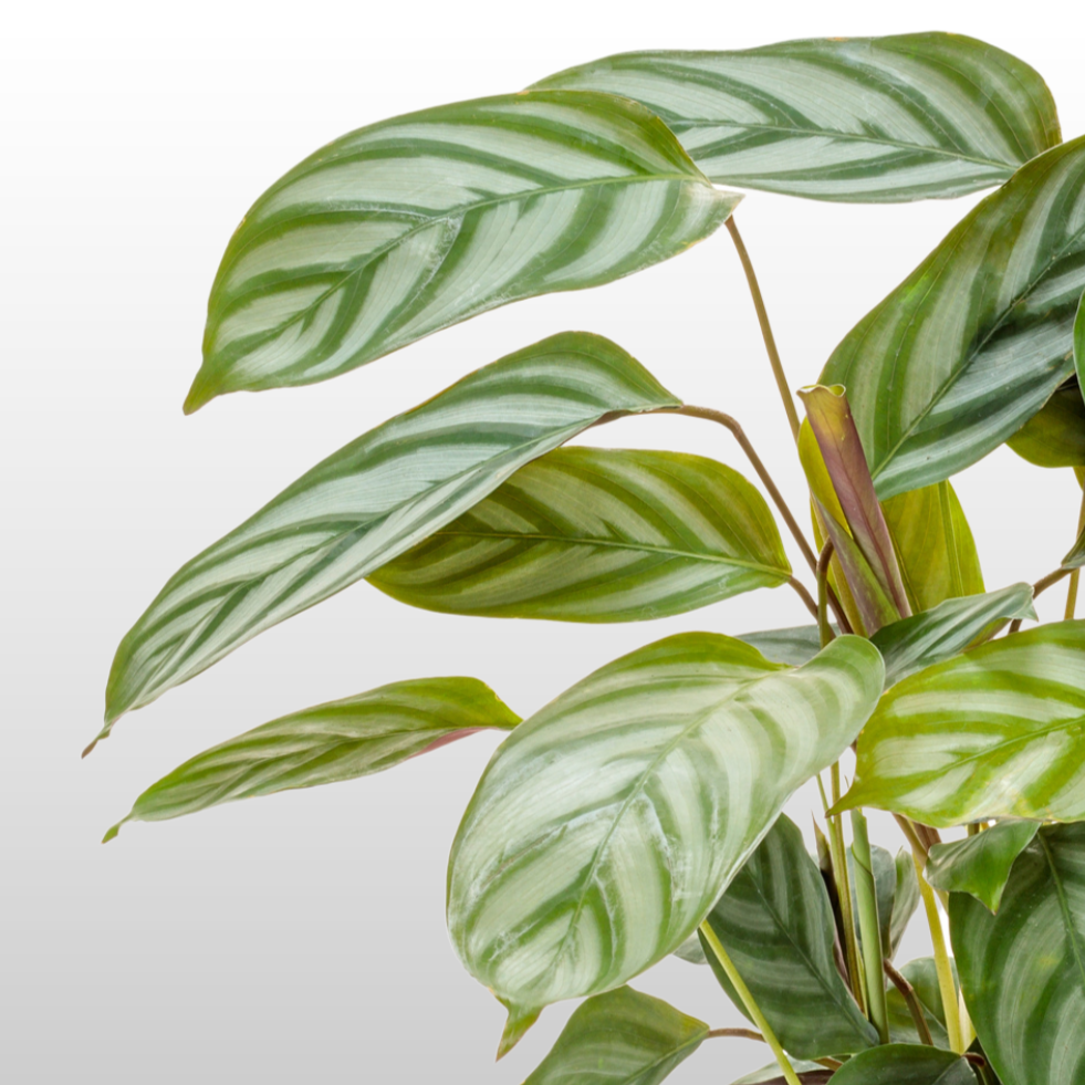 Sweet Dreams™ Exotica Never Never Plant (Ctenanthe setosa)