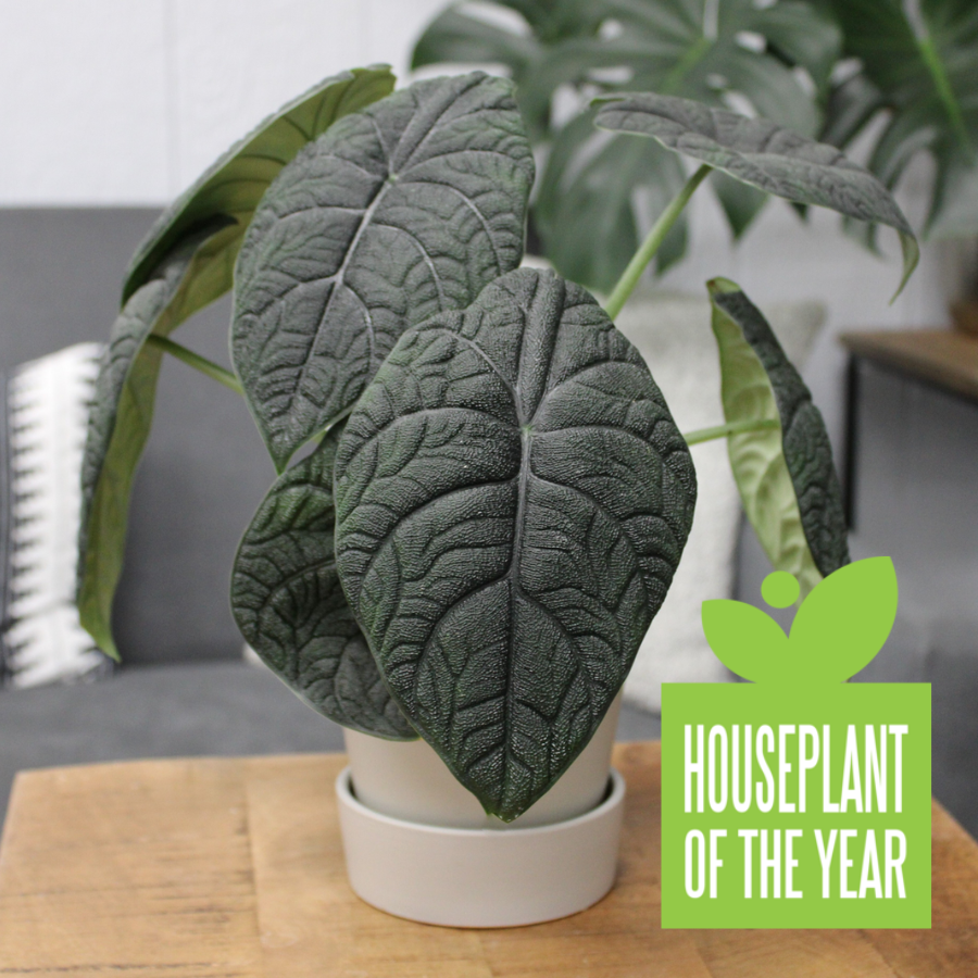 Mythic™ Dragonite™ Jewel Alocasia (Alocasia melo)