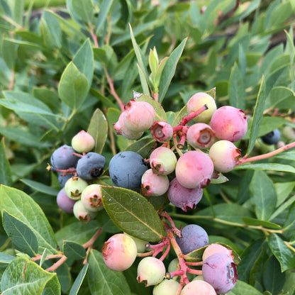 Splendid! Blue Highbush Blueberry up close.