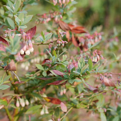 Splendid! Blue Splendid! Blue Highbush Blueberry up close.