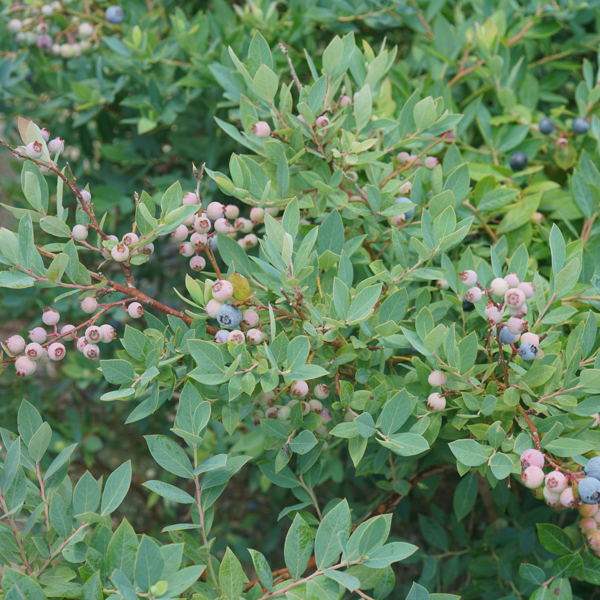 Splendid! Blue Highbush Blueberry up close.