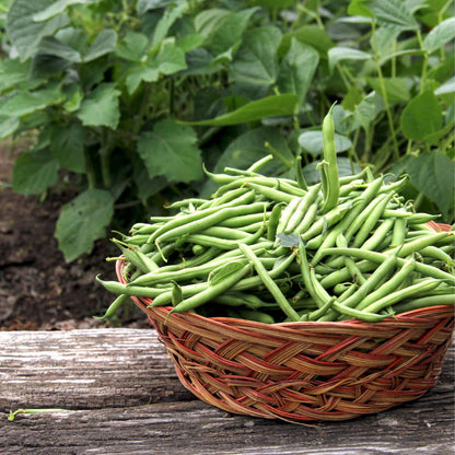 Proven Selections® Blue Lake Green Beans (Phaseolus vulgaris)