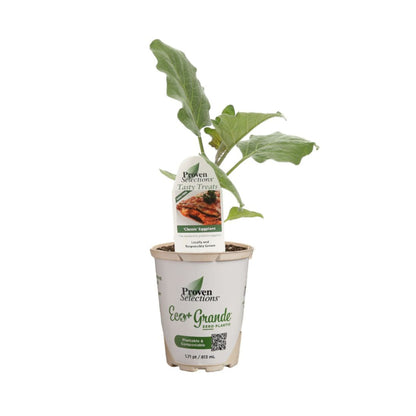 Proven Selections® Eggplant (Solanum melongena)
