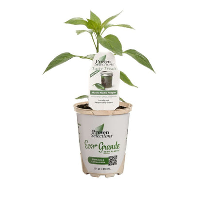 Proven Selections® Mucho Nacho Jalapeno (Capsicum annuum)