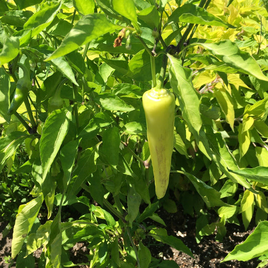 Proven Selections Hungarian Sweet Wax Pepper in focus.