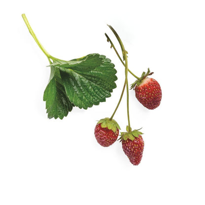 Proven Selections® Berried Treasure® Red Strawberry (Fragaria ananassa)