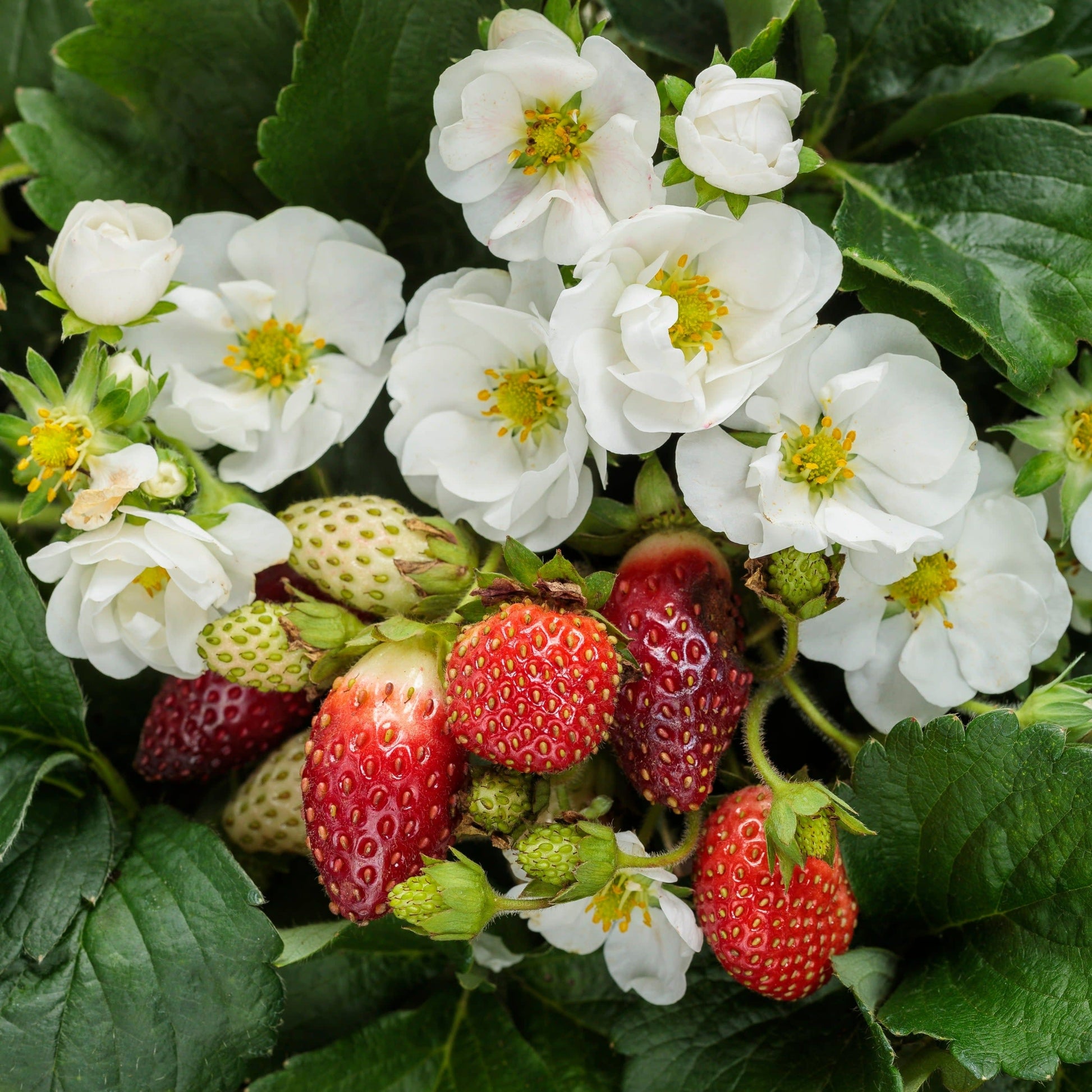 Berried Treasure White Berried Treasure White Strawberry up close.