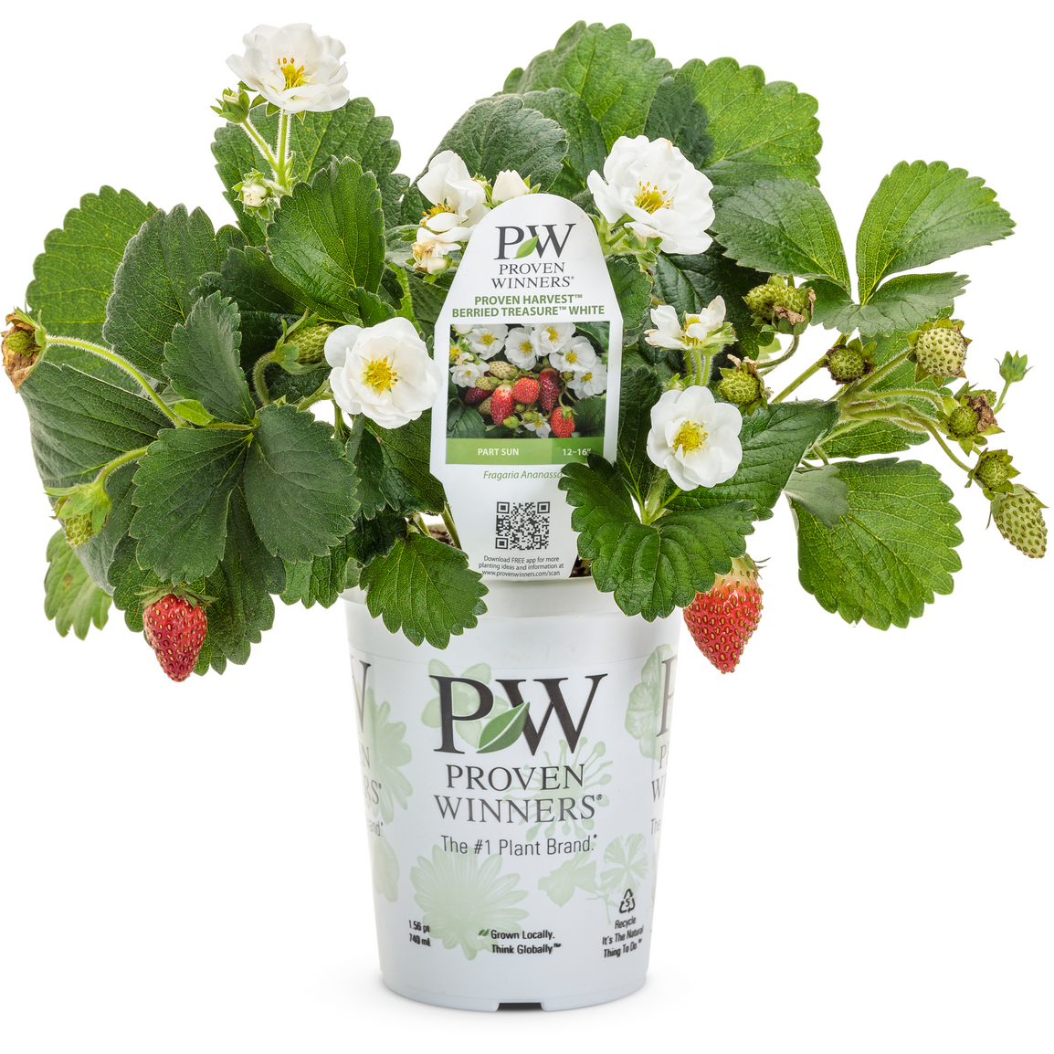 Berried Treasure White Berried Treasure White Strawberry in container.
