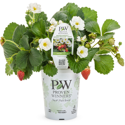 Berried Treasure White Berried Treasure White Strawberry in container.