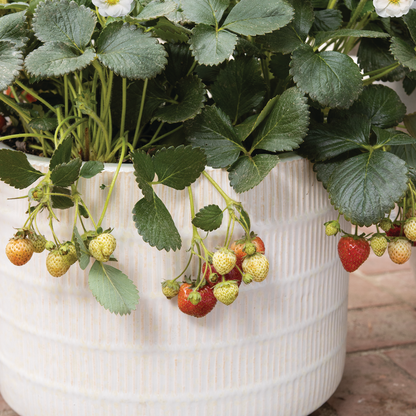 Berried Treasure White Berried Treasure White Strawberry in focus.