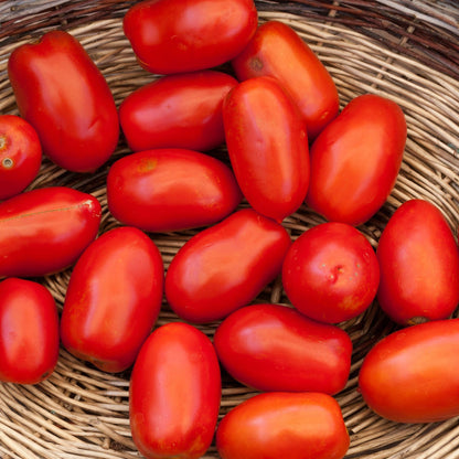 Proven Selections San Marzano Heirloom Tomato in use.
