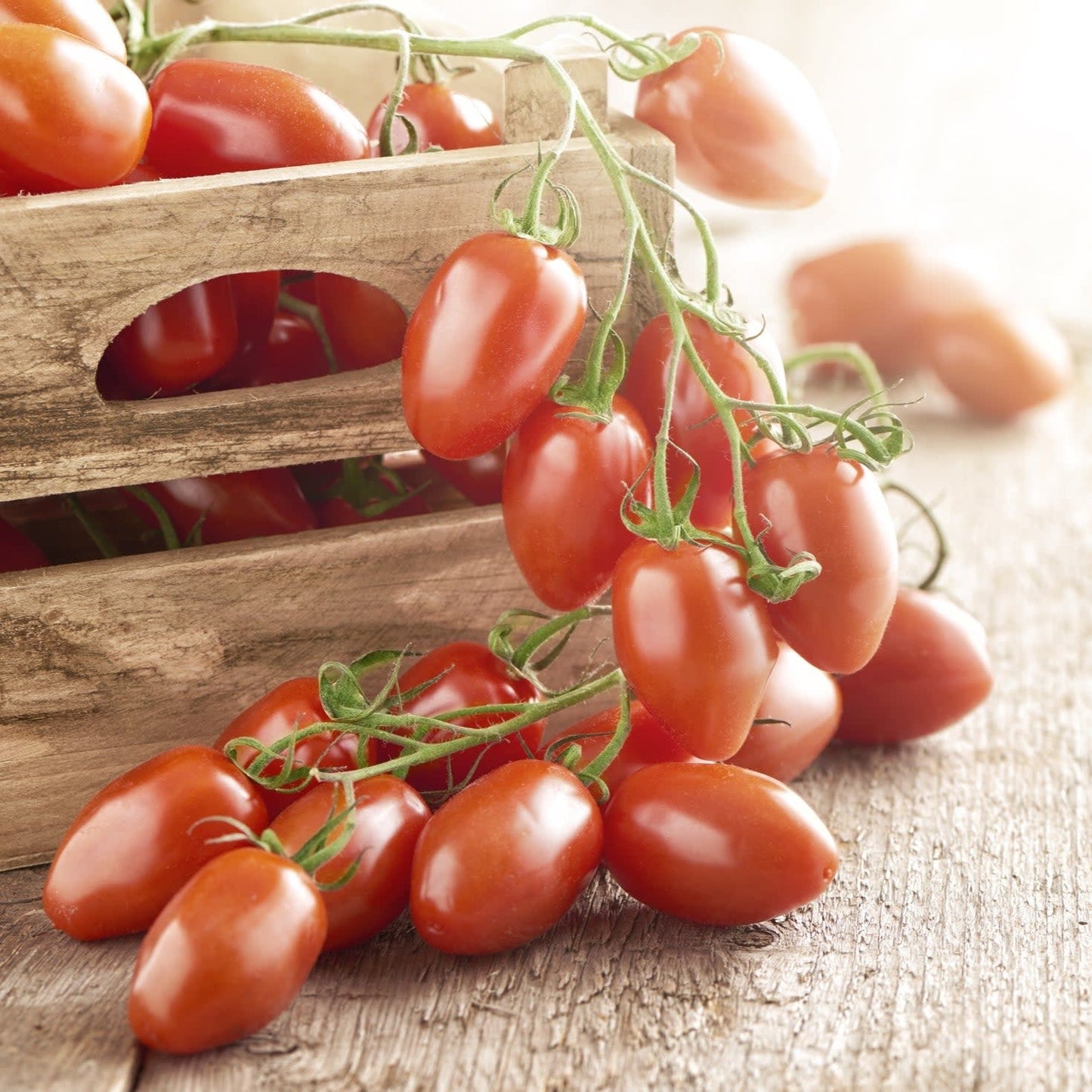 Proven Selections San Marzano Heirloom Tomato in use.
