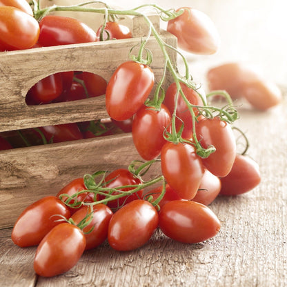 Proven Selections San Marzano Heirloom Tomato in use.