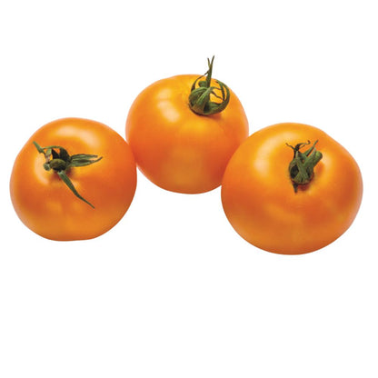 Proven Selections® Tempting Tomatoes® Bellini Cocktail Tomato (Solanum lycopersicum)