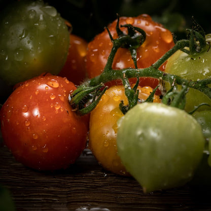 Proven Selections® Tempting Tomatoes® Goodhearted® Cherry Tomato (Solanum lycopersicum)