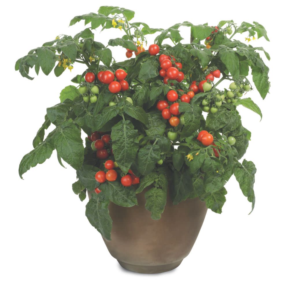 Proven Selections® Tempting Tomatoes® Goodhearted® Cherry Tomato (Solanum lycopersicum)