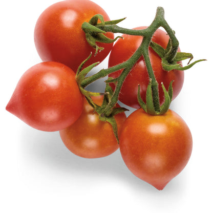 Proven Selections® Tempting Tomatoes® Goodhearted® Cherry Tomato (Solanum lycopersicum)